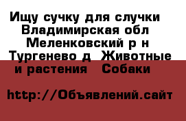 Ищу сучку для случки - Владимирская обл., Меленковский р-н, Тургенево д. Животные и растения » Собаки   